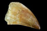Mosasaur (Prognathodon) Tooth - Morocco #118935-1